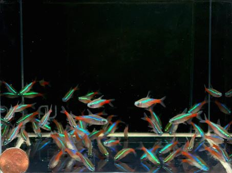 Neon Tetra (Size M/L)
