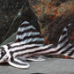 Zebra Pleco 1.0"-1.5"