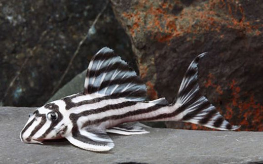 Zebra Pleco 1.0"-1.5"