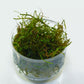 JAVA MOSS VASICULARIA DUBYANA