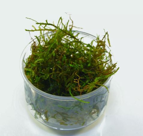 JAVA MOSS VASICULARIA DUBYANA