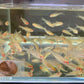 Rummynose Tetra size S