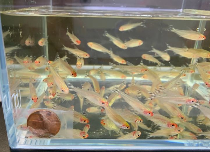 Rummynose Tetra size S