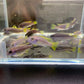 Acei Cichlid