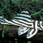 Zebra Pleco 1.0"-1.5"