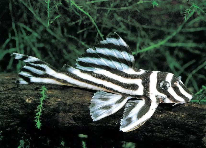 Zebra Pleco 1.0"-1.5"