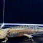 Axolotl