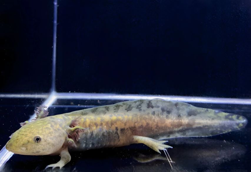 Axolotl