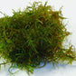 JAVA MOSS VASICULARIA DUBYANA
