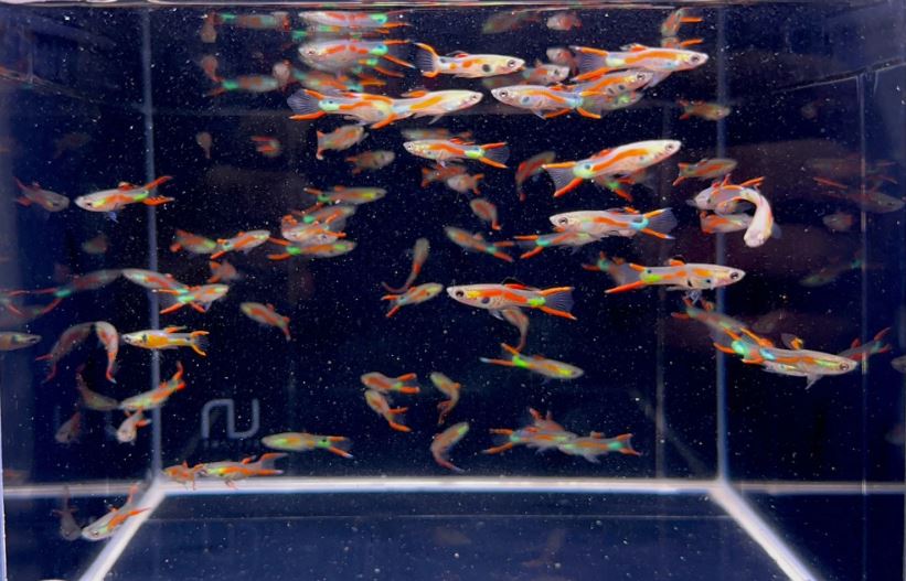 Red Neon Double Sword Endler - Male