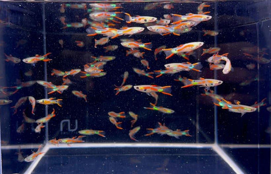 Red Neon Double Sword Endler - Male
