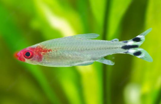 10 Rummynose Tetra size S
