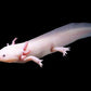 Axolotl