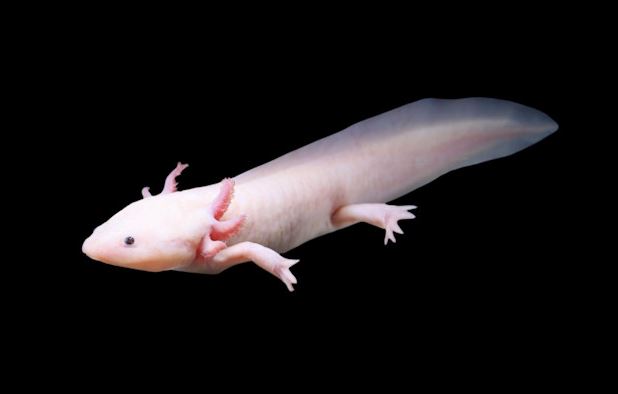 Axolotl