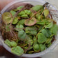Red Root Floaters Portion in 3"w x 2"h Cup Easy Live Fresh Water Aquarium Plants