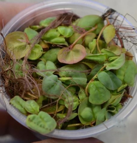Red Root Floaters Portion in 3"w x 2"h Cup Easy Live Fresh Water Aquarium Plants