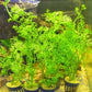 Watersprite (Lace Leaf Fern) Live Aquarium Plants