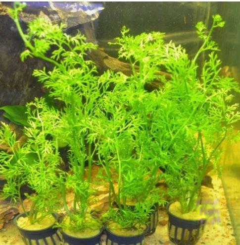 Watersprite (Lace Leaf Fern) Live Aquarium Plants