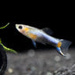 French Blue Star Endler - Male