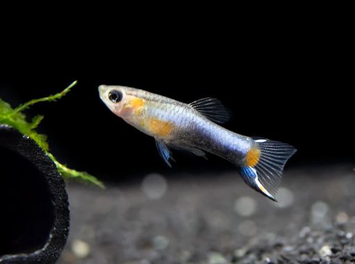 French Blue Star Endler - Male