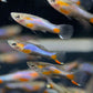 French Blue Star Endler - Male