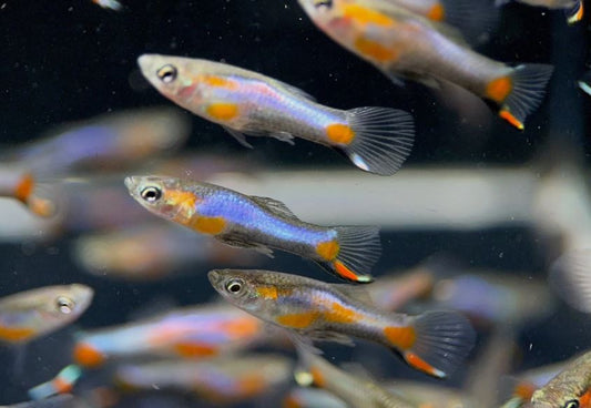 French Blue Star Endler - Male