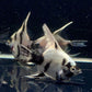 Light Marble Angelfish