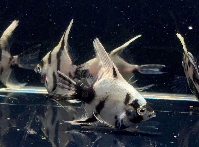Light Marble Angelfish