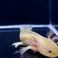 Copper Axolotl