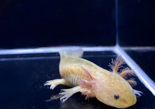Copper Axolotl
