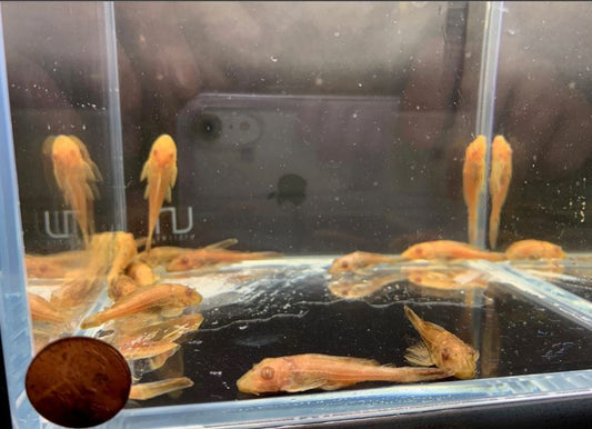 Golden Pleco (2 inch)