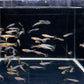 French Blue Star Endler - Male