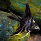 Light Marble Angelfish