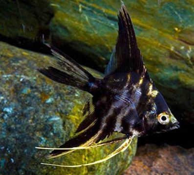 Light Marble Angelfish