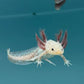 Copper Axolotl