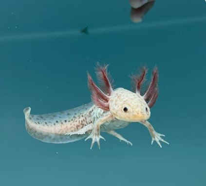 Copper Axolotl
