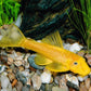 Golden Pleco (2 inch)