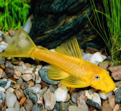 Golden Pleco (2 inch)