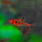 Red Phantom Tetra