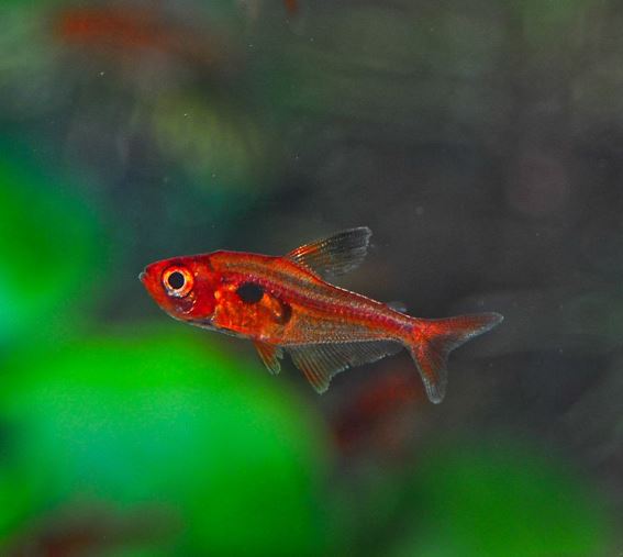 Red Phantom Tetra