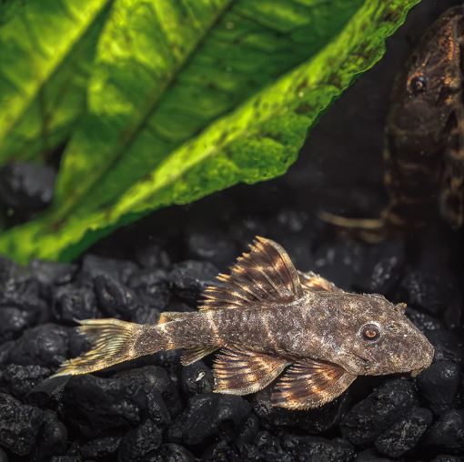 Clown Pleco (1.0" to 2")