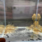 Clown Pleco (1.0" to 2")