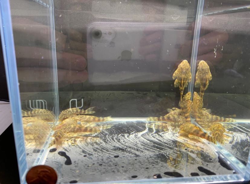 Clown Pleco (1.0" to 2")