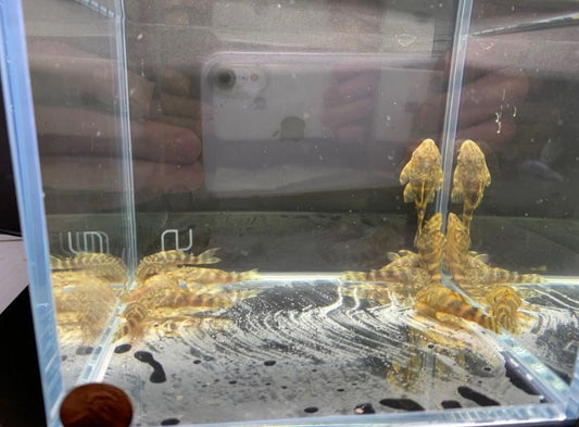 Clown Pleco (1.0" to 2")