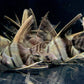 Half Black Angelfish