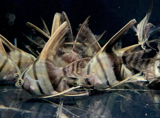 Half Black Angelfish
