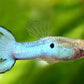 Japan Blue Double Sword Guppy Males