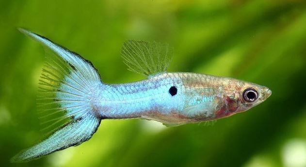 Japan Blue Double Sword Guppy Males