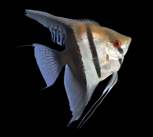 Half Black Angelfish