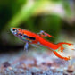 Scarlet Endler Male